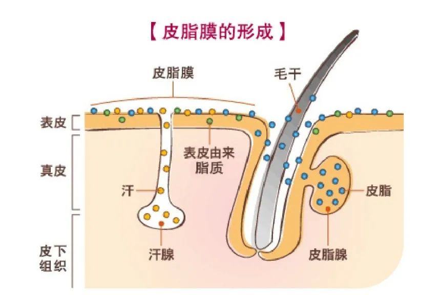 皮肤起皮用什么护肤品角鲨烷 (角鲨烷护肤效果好吗)