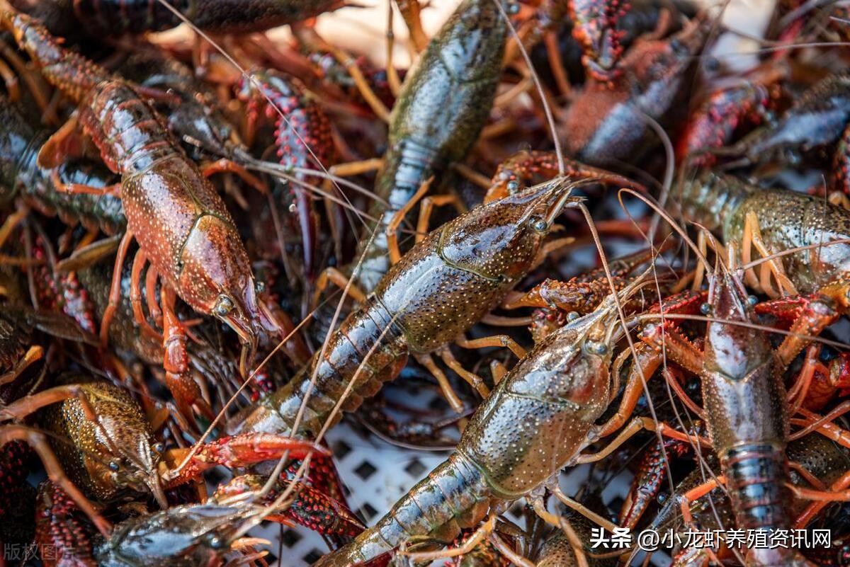 小龙虾养殖前景视频,小龙虾养殖前景预测