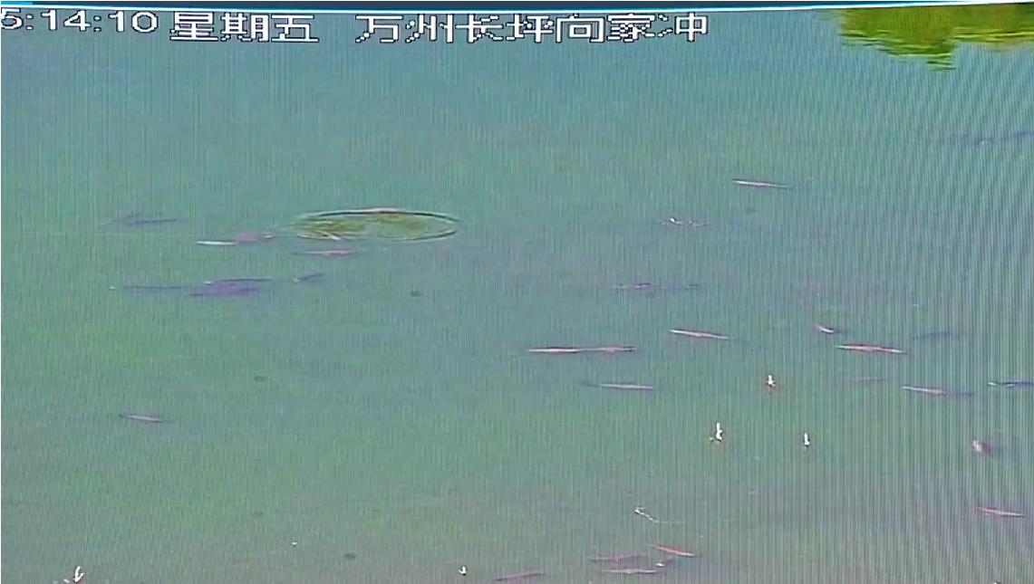 长江出现神秘物种“鳤”,长江禁渔出现新物种