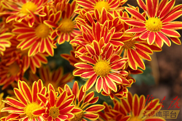 寒花已开尽菊蕊独盈枝的意思,寒花开已尽菊蕊独盈枝杜甫