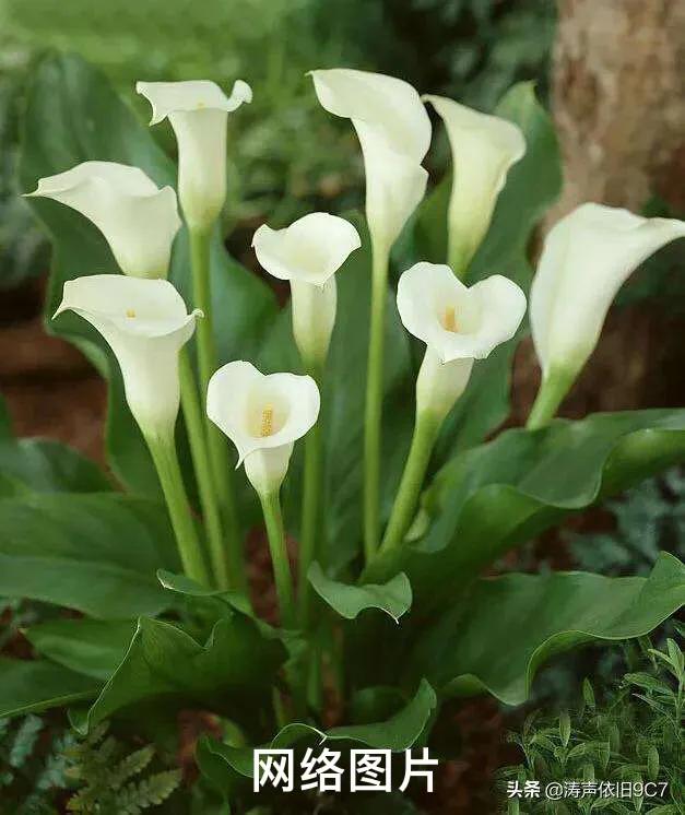 白马蹄莲跟彩色马蹄莲哪个品种好,洁白的马蹄莲图片