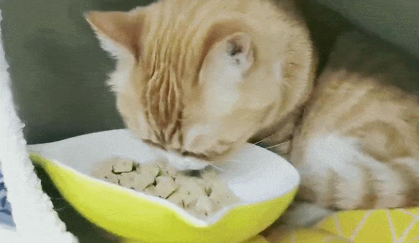 怎样训练猫咪知道自己的名字,想要给猫咪训练该怎么喂食物