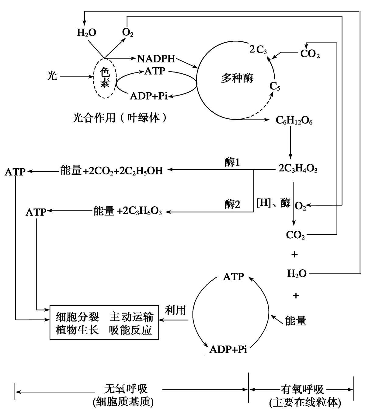 高中生物细胞代谢产生什么物质,高中生物细胞代谢视频