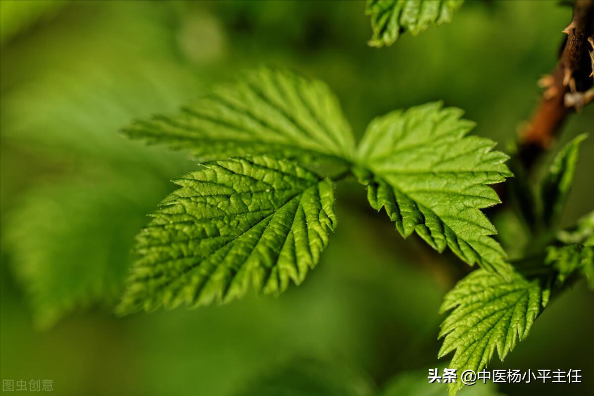祛除体内湿热，张仲景这三味药，清热利胆很好用