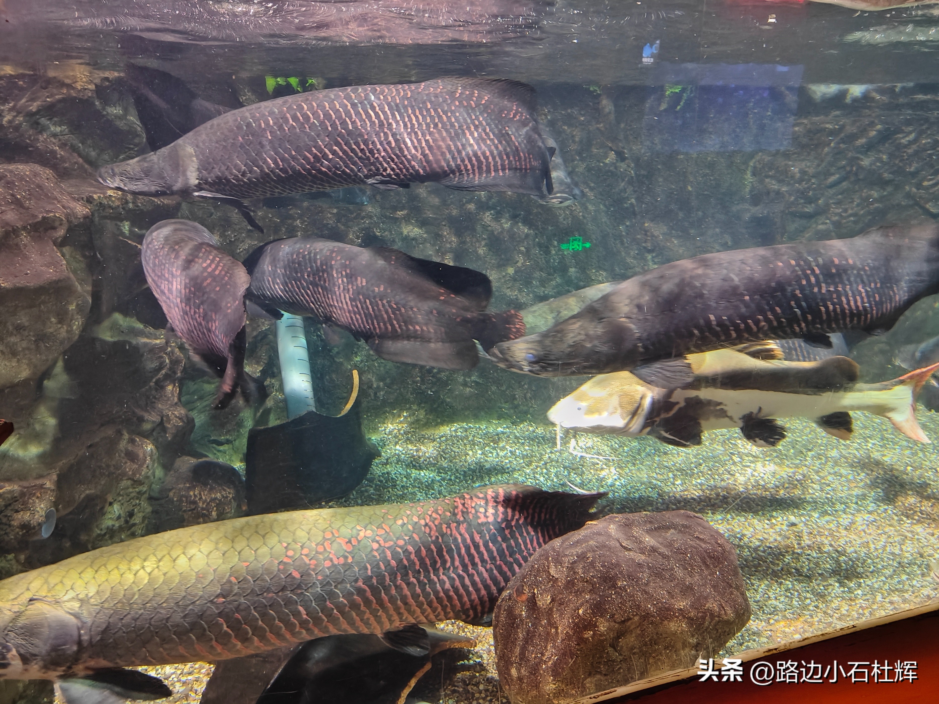 游逛人间,北京海洋馆旅游攻略