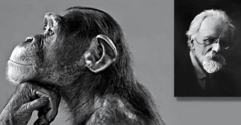 残忍幼猴实验,残忍的幼猴实验被叫停