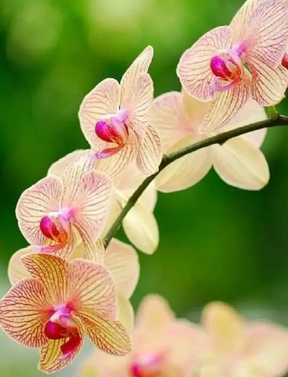 兰花的唯美图片,珍稀兰花各色大全