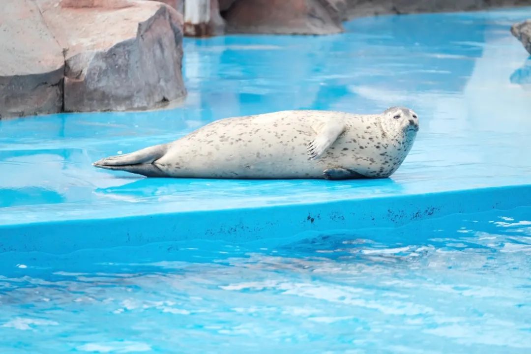 海昌游玩路线攻略,海昌门票攻略