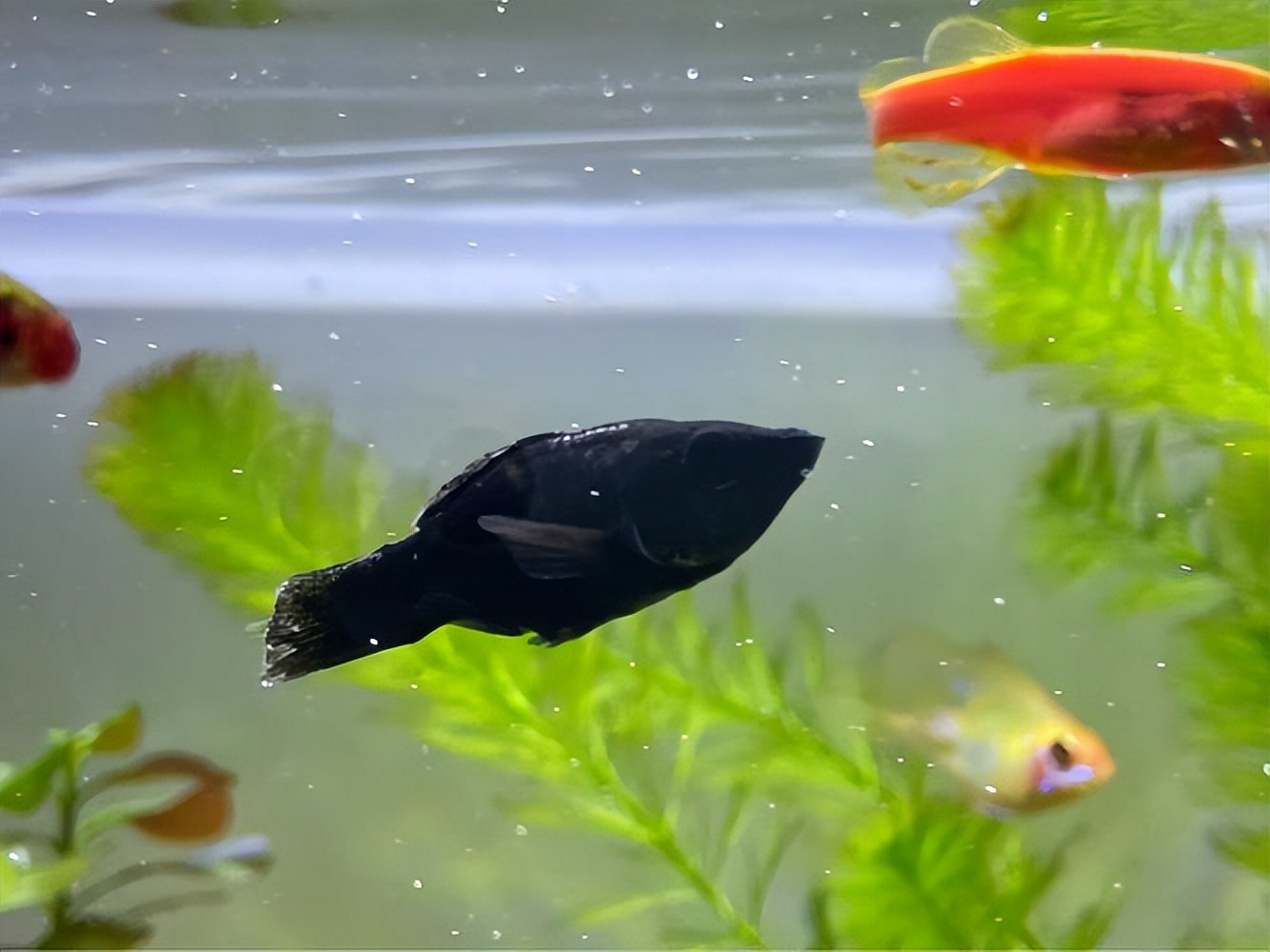 鱼缸养鱼需要准备哪些工具,适合鱼缸饲养的小型鱼