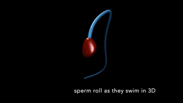 科学家精子运动违背牛顿第三定律,科学家发现精子的作用