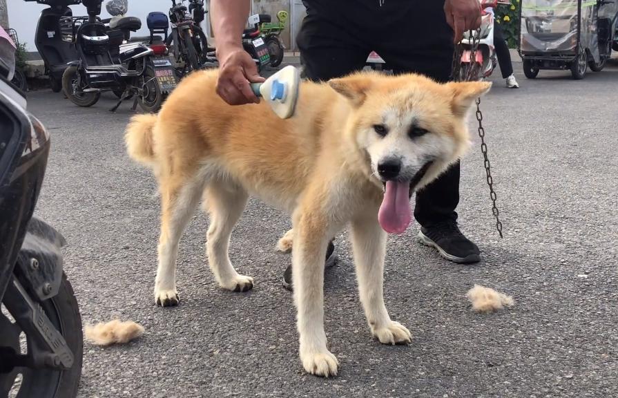 狗市捡漏博美犬260元,狗市捡漏300买高加索犬