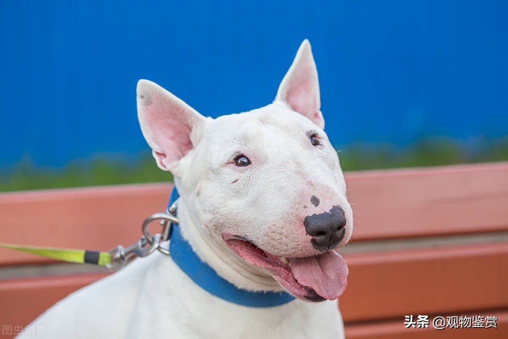 狗的种类和外形特点是什么,狗的身体特征介绍狗的八个特点