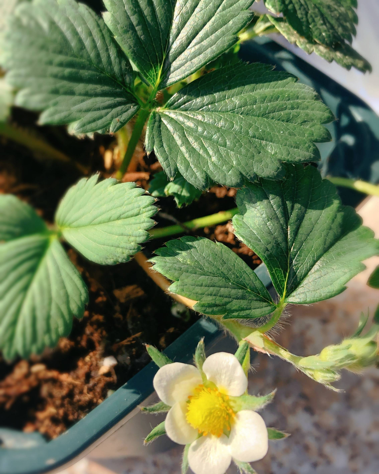 阳台草莓种植方法全过程 (阳台种植盆栽草莓如何人工授粉)