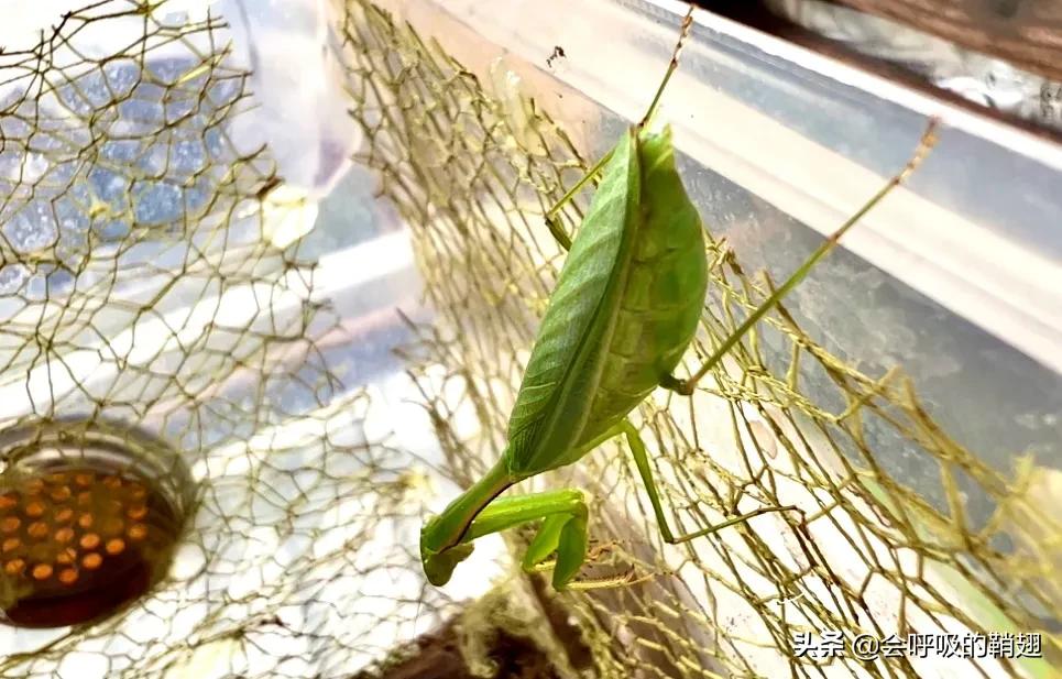 螳螂养殖报告,螳螂饲养观察记录表