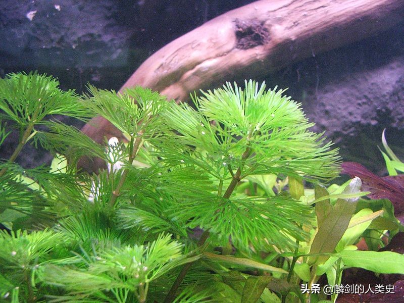 「地球生物全系列——植物篇」睡莲目—莼菜科