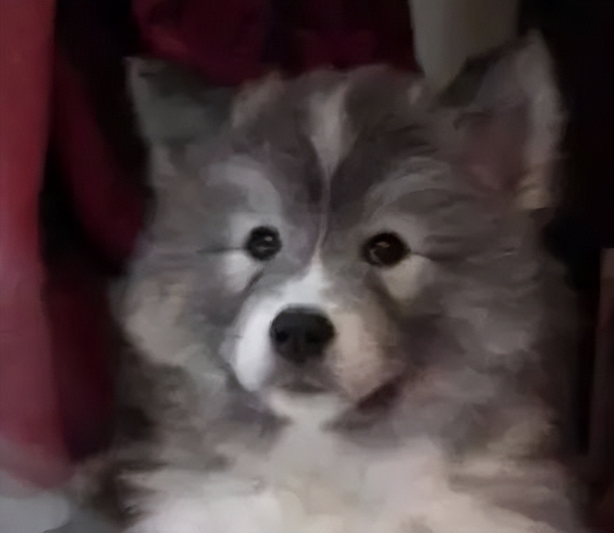 哈士奇和萨摩耶相恋生下两只宝宝，然而当网友看到狗子长相后