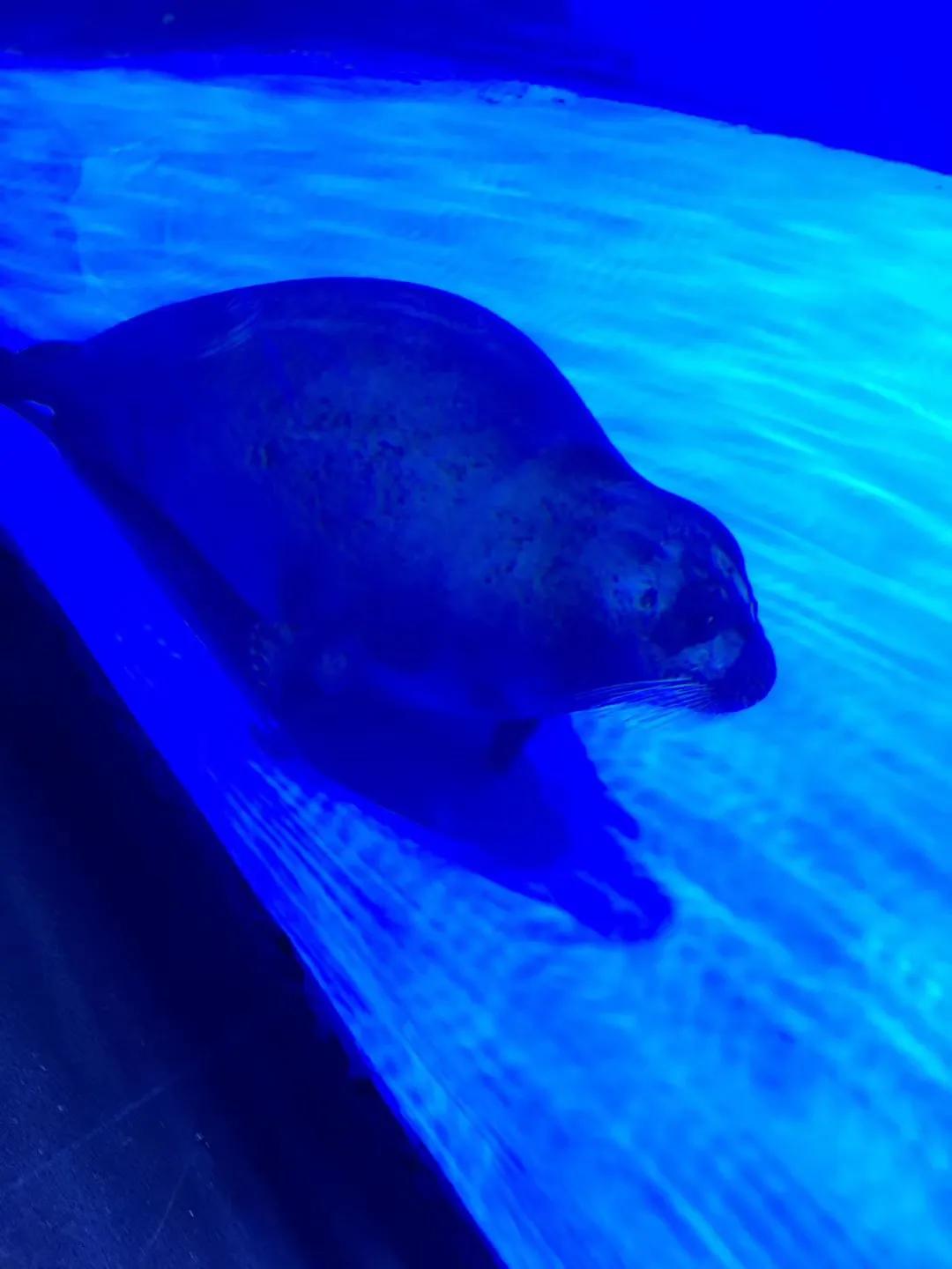 上海海昌海洋公园极限挑战,上海海昌海洋公园在哪个区