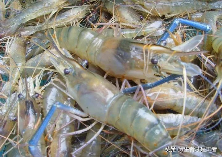 水煮虾怎么个煮法图解,水煮虾的正确水煮方法