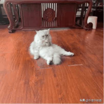 角膜溃疡猫咪严不严重,猫咪的角膜溃疡会瞎吗