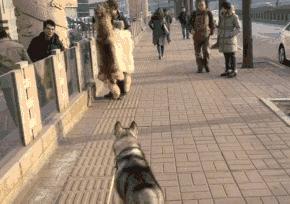 爆笑名场面动图,爆笑动图笑话大全