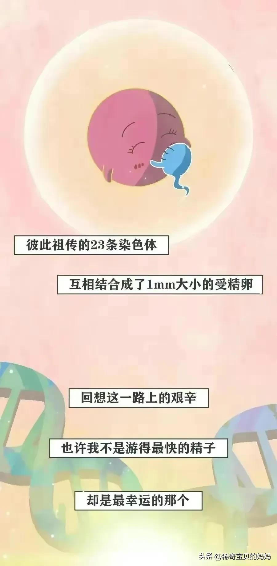 精子进入女生体内的全过程，一路坎坷好艰难！（漫画）