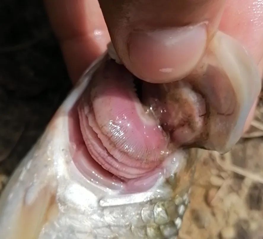 鱼出现败血症怎么治疗,鱼得了败血症怎么治