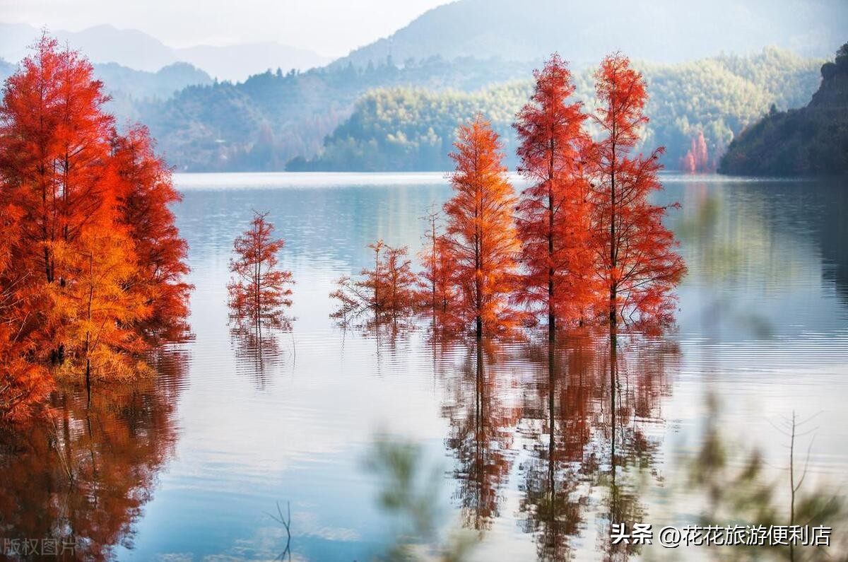 中国杨梅之乡浙江丈亭,中国杨梅之乡三洲