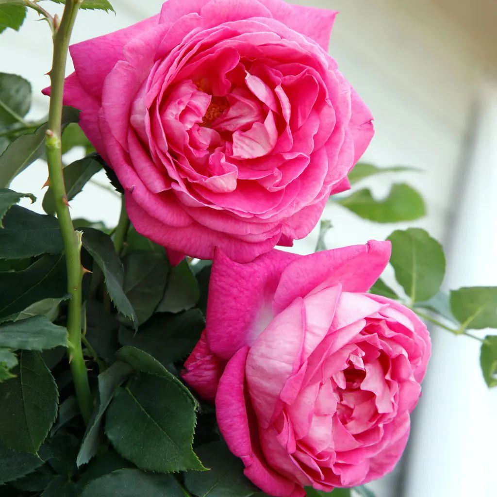 比较鲜又好养的月季品种,最值得养的大花浓香月季品种