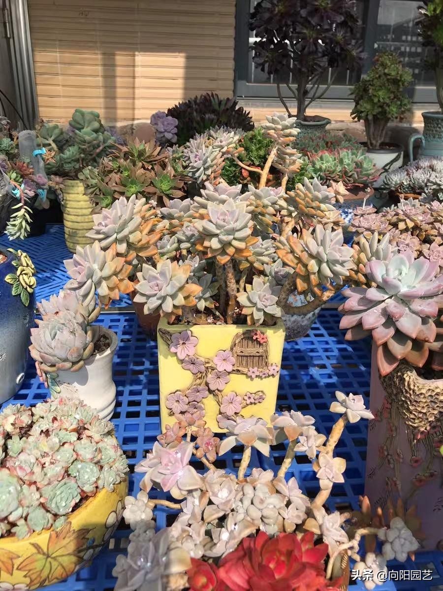 高锰酸钾能杀虫吗,高锰酸钾能杀有害菌吗