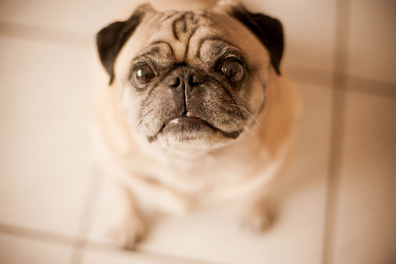 巴哥犬吐舌头是啥意思,巴哥犬学人吐舌头的视频