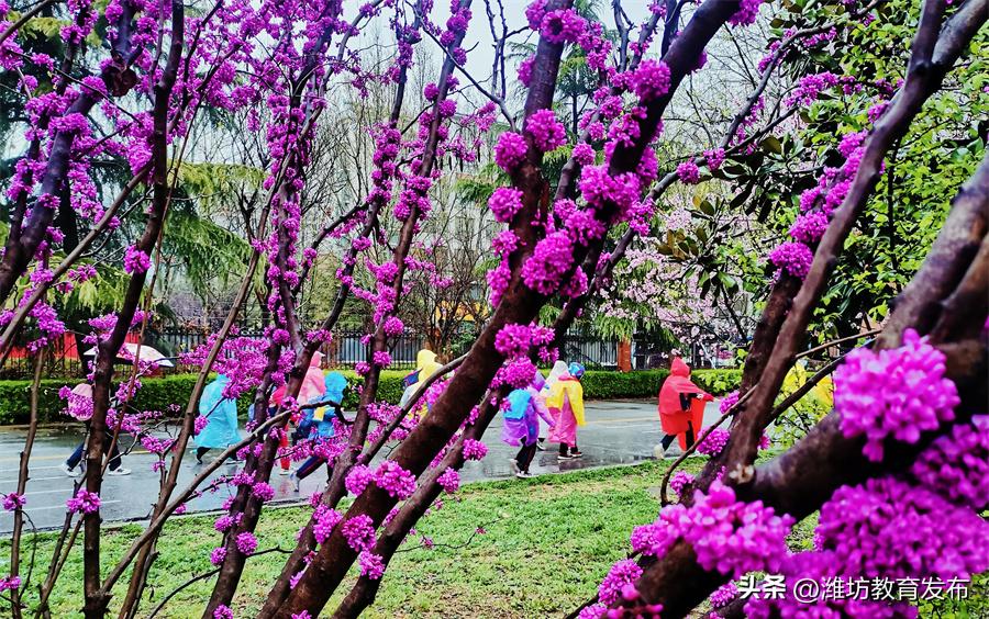 美！潍坊校园春景强势来袭