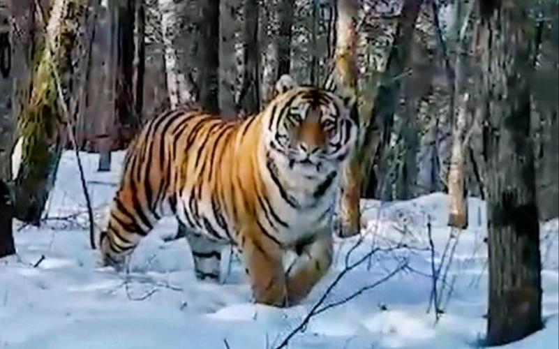 野生东北虎完达山一号始末,近来有完达山一号东北虎消息吗