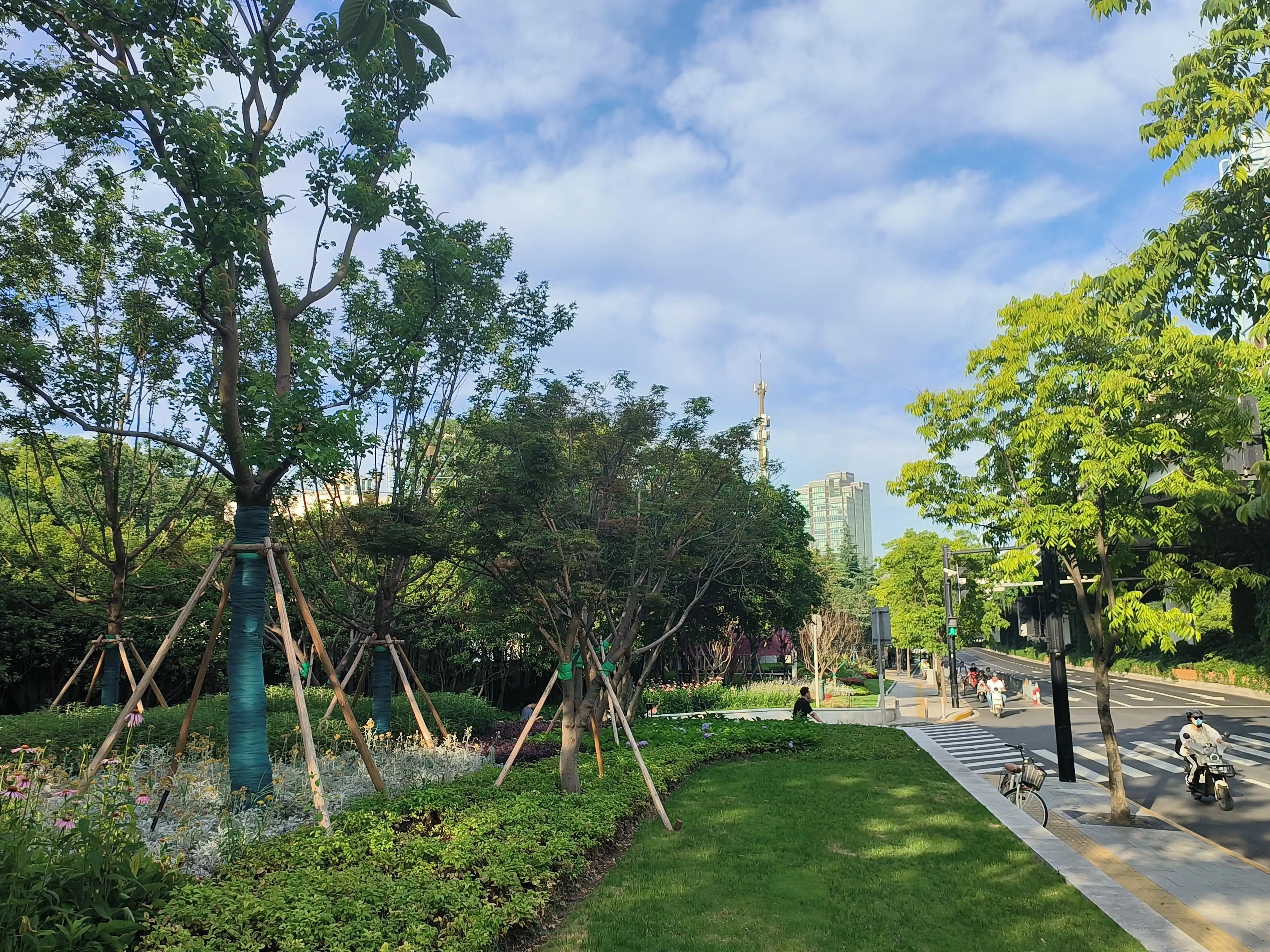 夏日花草别样美,美丽的花草合集