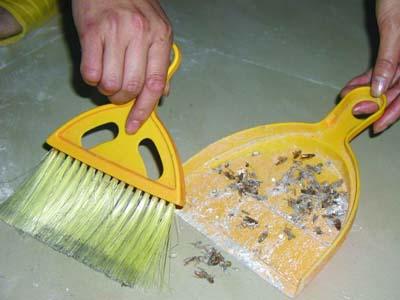 对付德国小蠊最有效的方法,土豆加硼酸能消灭德国小蠊吗