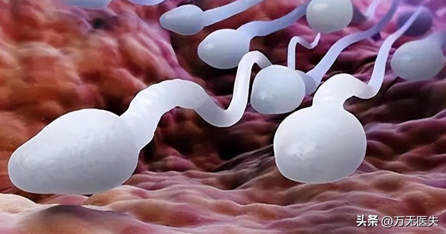 那些进入女性体内,没有成功“受精”的精子,最后都怎样了?