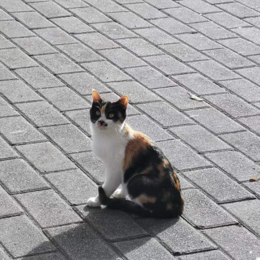 【云端研学】在龚俊同款母校东华大学读研究生是一种什么体验？