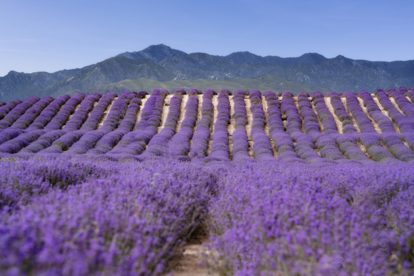 去新疆发现伊犁的美,世界之美尽在伊犁