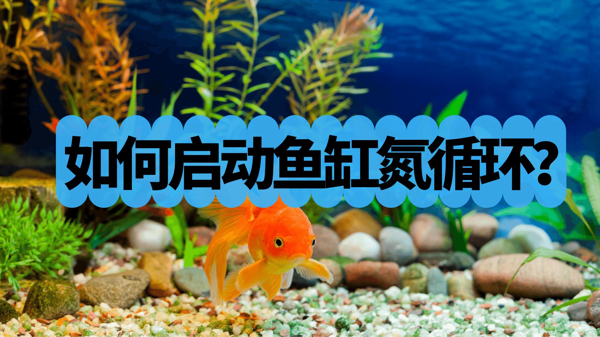 快速培养建立硝化细菌系统，什么是氮循环？如何启动鱼缸氮循环？