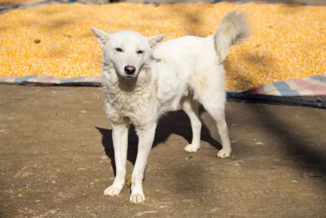 镇安海棠山山顶村子,秦岭关中深山最真实的老房子
