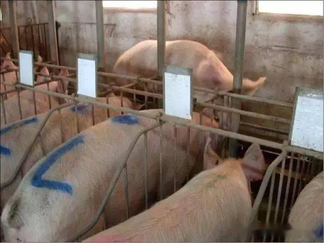 母猪查情操作,母猪查情法