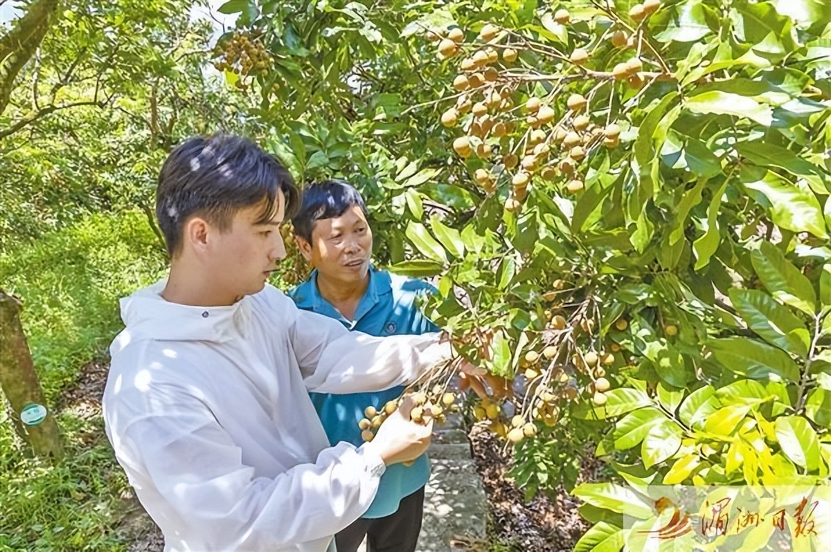 莆田桂圆种植基地,莆田桂圆主产区