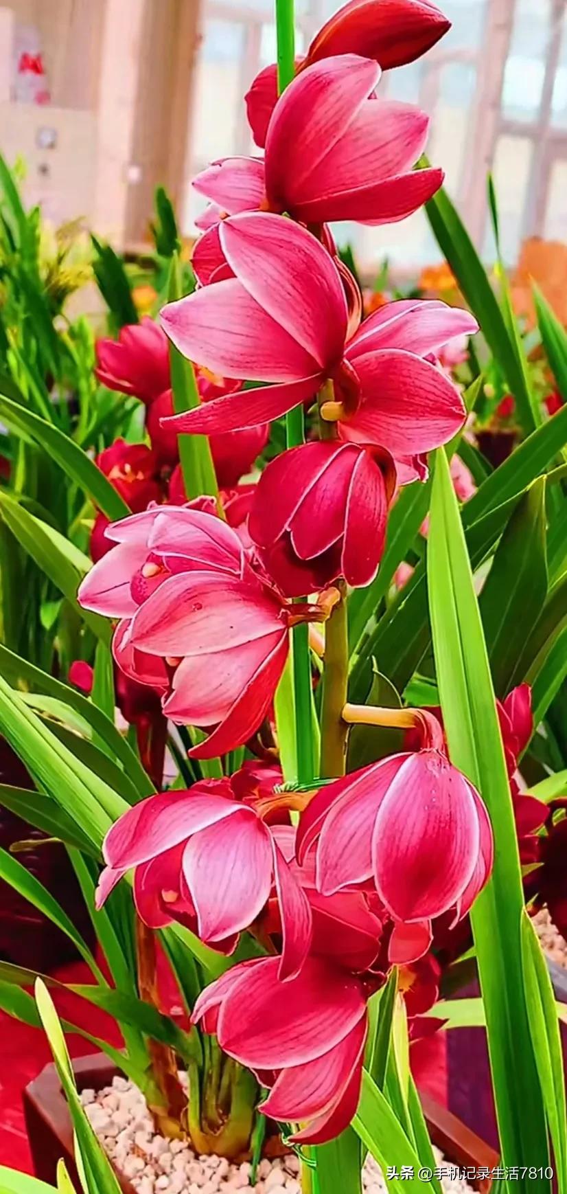 蕙兰花图片欣赏,叶子宽的黄花大蕙兰图片