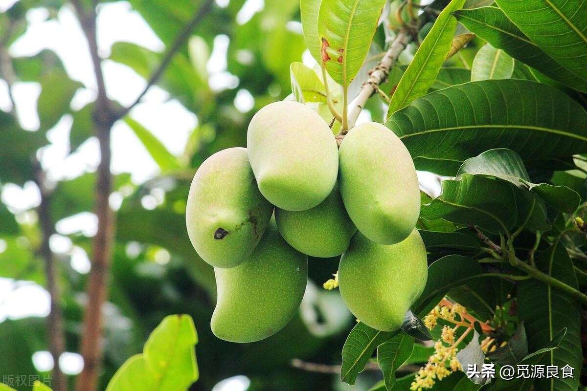 买芒果怎么挑好吃,买芒果挑大的还是小的好吃