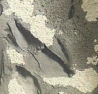 美缝这样做，砖面不会“蹭”到胶丨背胶想要好，方法用料都要好！