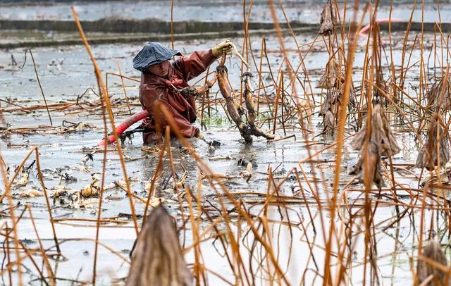 家乡的井水甜,故乡的水塘