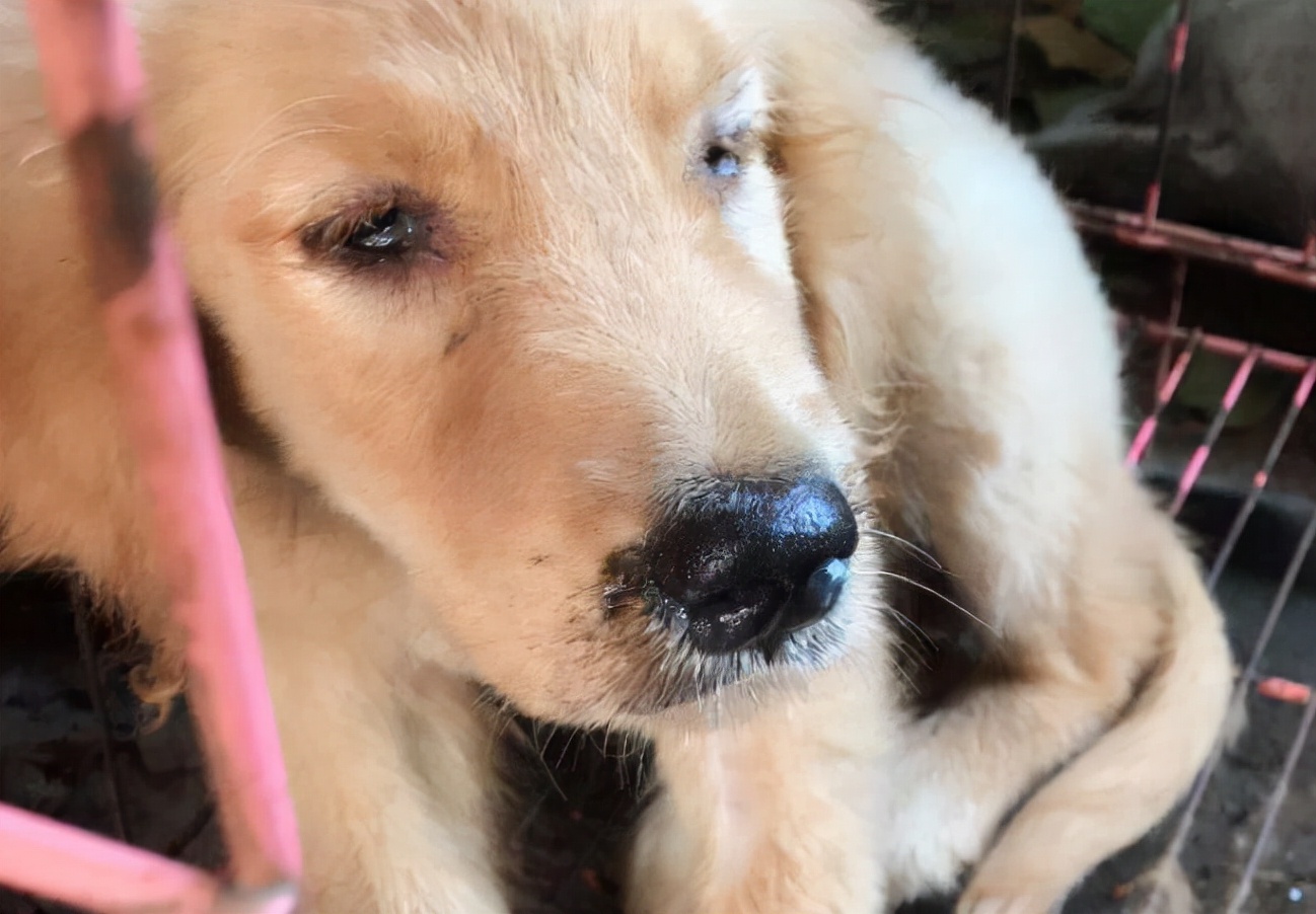 狗狗狂犬病症状是哪些表现,狗狗狂犬病症状发作过程