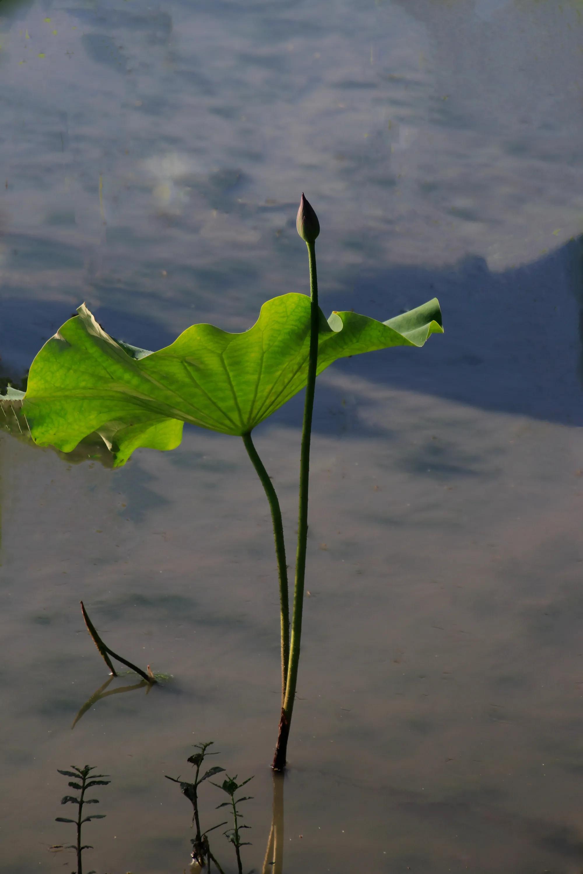 描写荷花的诗句映日荷花别样红,用荷花写荷花的诗句