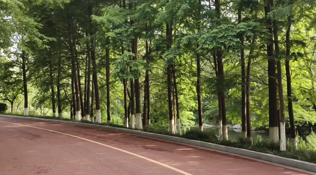 寻共存之道,寻共存之道沃自然之木什么意思