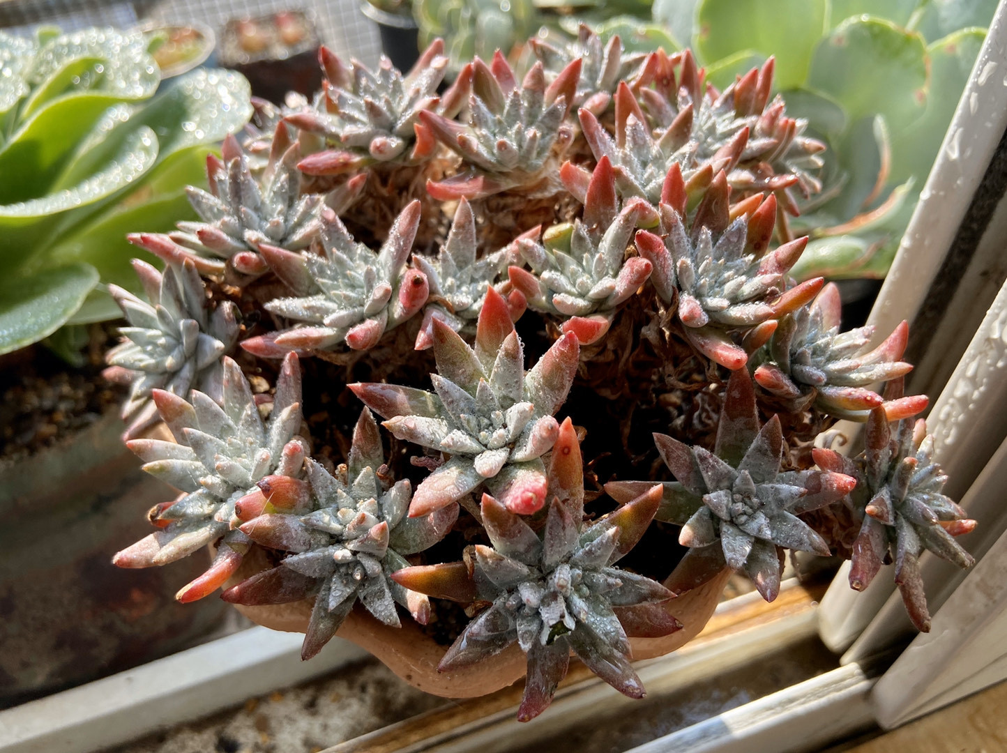 三年前很贵的普货多肉,曾经昂贵的多肉品种有哪些