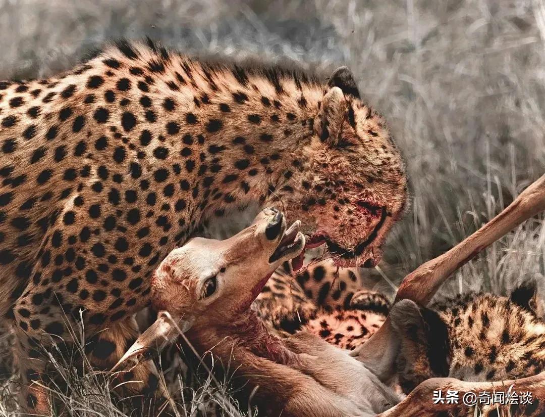 巨蟒捕食真实视频,巨蟒捕食鬣狗视频大全